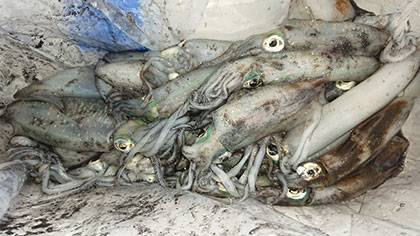 松本釣船2 釣果