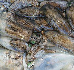 松本釣船2 釣果