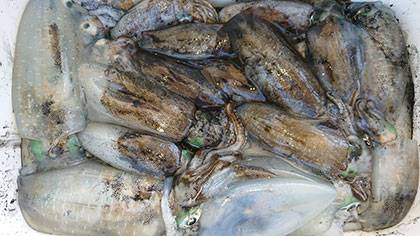 松本釣船2 釣果