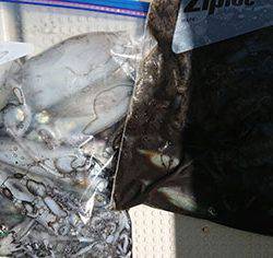 松本釣船2 釣果