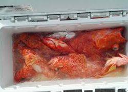 長栄丸(静岡) 釣果