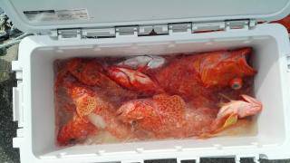 長栄丸(静岡) 釣果