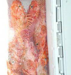 長栄丸(静岡) 釣果