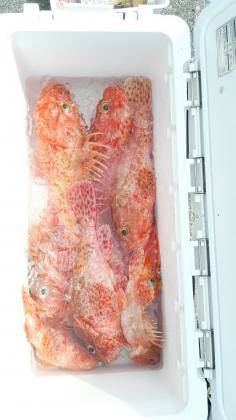 長栄丸(静岡) 釣果