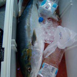 ファイヤードルフィン 釣果