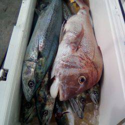 ファイヤードルフィン 釣果