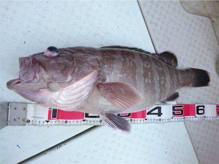 マタウマリンサービス 釣果