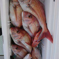 マタウマリンサービス 釣果