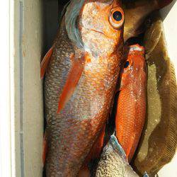 モンロー号 釣果