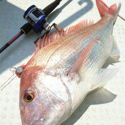 マタウマリンサービス 釣果