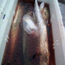 ファイヤードルフィン 釣果