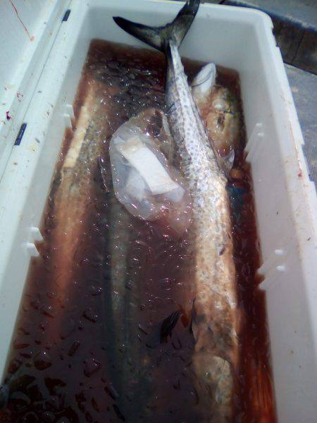 ファイヤードルフィン 釣果