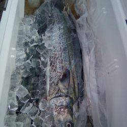 ファイヤードルフィン 釣果