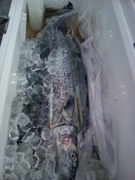 ファイヤードルフィン 釣果