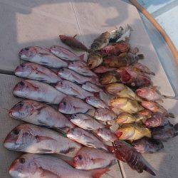 旭星釣りセンター 釣果