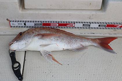 松本釣船2 釣果