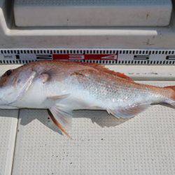 松本釣船2 釣果