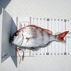 フルコンタクト 釣果