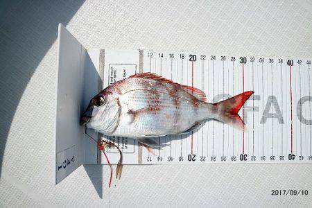 フルコンタクト 釣果