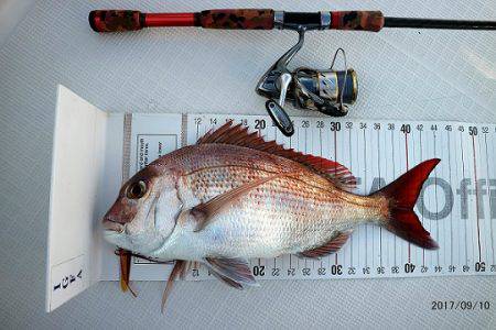 フルコンタクト 釣果