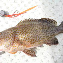 マタウマリンサービス 釣果