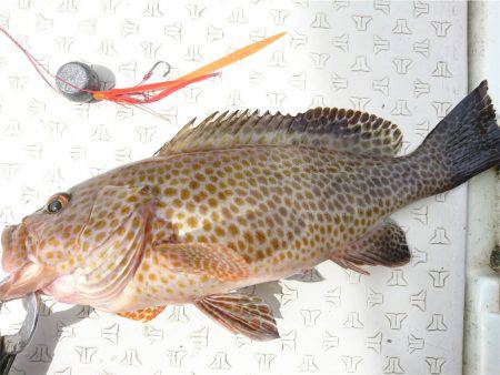 マタウマリンサービス 釣果