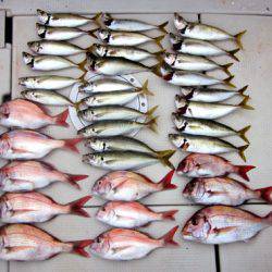 来温丸（らいおんまる） 釣果