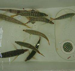 松本釣船２ 釣果