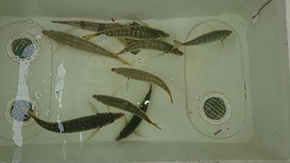 松本釣船２ 釣果