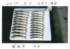 大井川（大井川(非)漁業協同組合） 釣果