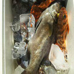 モンロー号 釣果