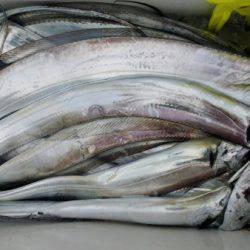 オーフリー 釣果