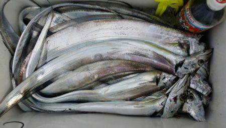 オーフリー 釣果