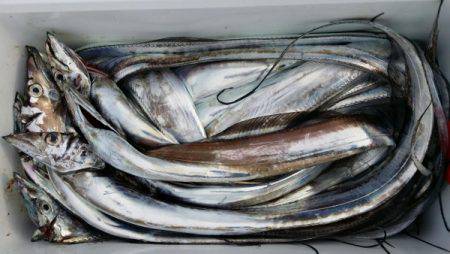 オーフリー 釣果