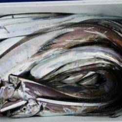 オーフリー 釣果