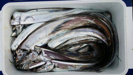 オーフリー 釣果