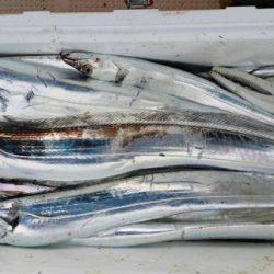 オーフリー 釣果