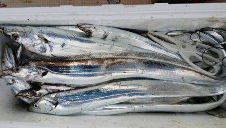 オーフリー 釣果