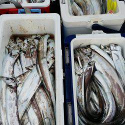 オーフリー 釣果