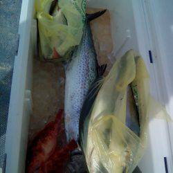 ファイヤードルフィン 釣果