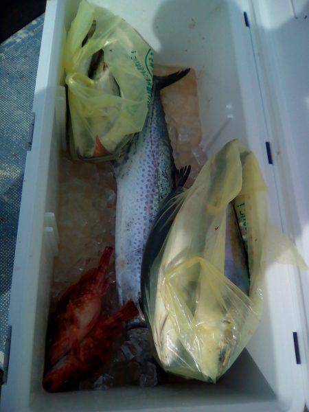 ファイヤードルフィン 釣果