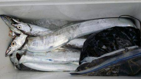 オーフリー 釣果