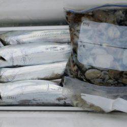 オーフリー 釣果