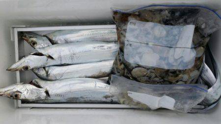 オーフリー 釣果