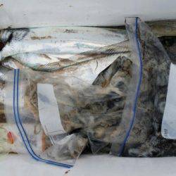 オーフリー 釣果