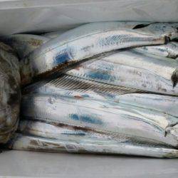 オーフリー 釣果