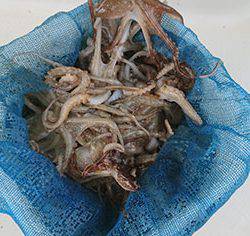 松本釣船２ 釣果