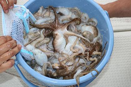 松本釣船２ 釣果