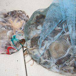 松本釣船2 釣果