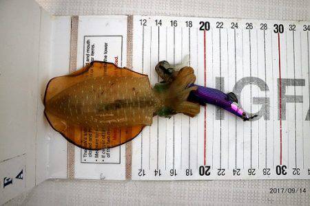 フルコンタクト 釣果